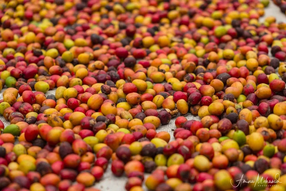 Coffee beans just after being picked from the tree in Uganda @Amina Mohamed Photography.jpg